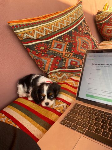 {{brizy_dc_image_alt imageSrc=